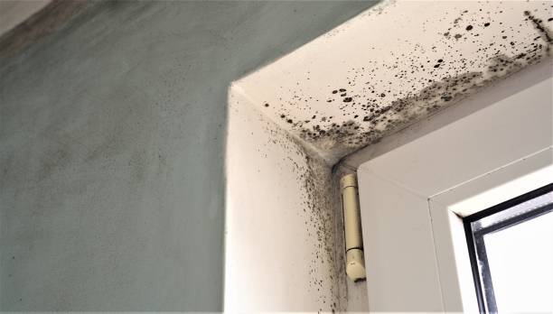 Best Emergency Mold Remediation  in Colfax, IA