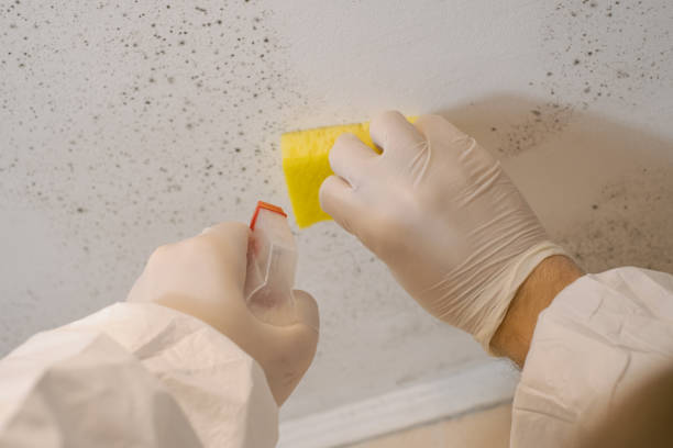 Best Black Mold Removal  in Colfax, IA