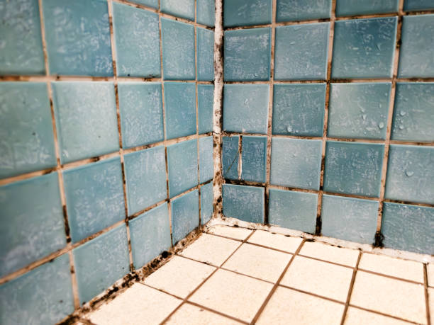 Colfax, IA Mold Removal Pros