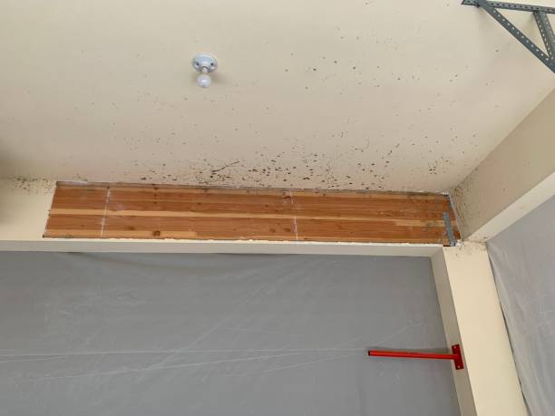 Best Environmental Consulting for Mold Prevention  in Colfax, IA
